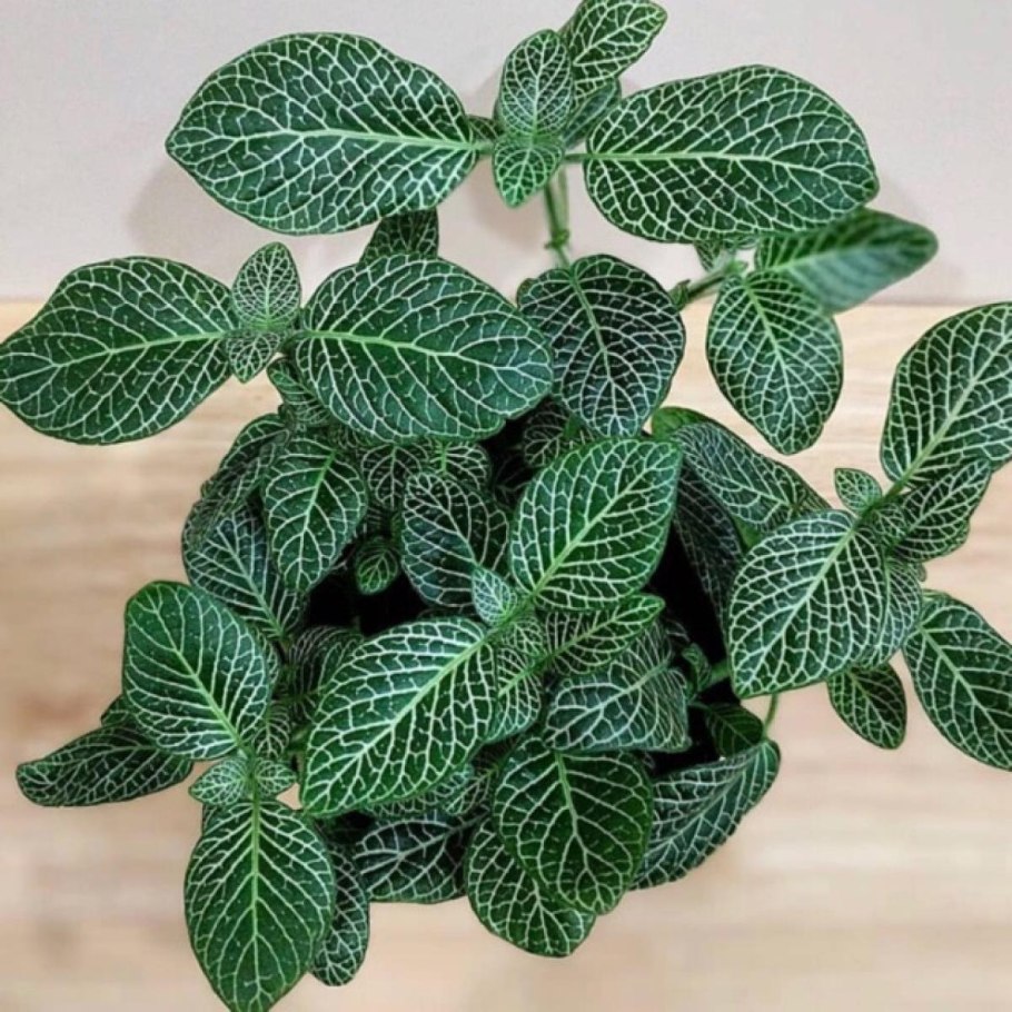 Фиттония Grey Sensation