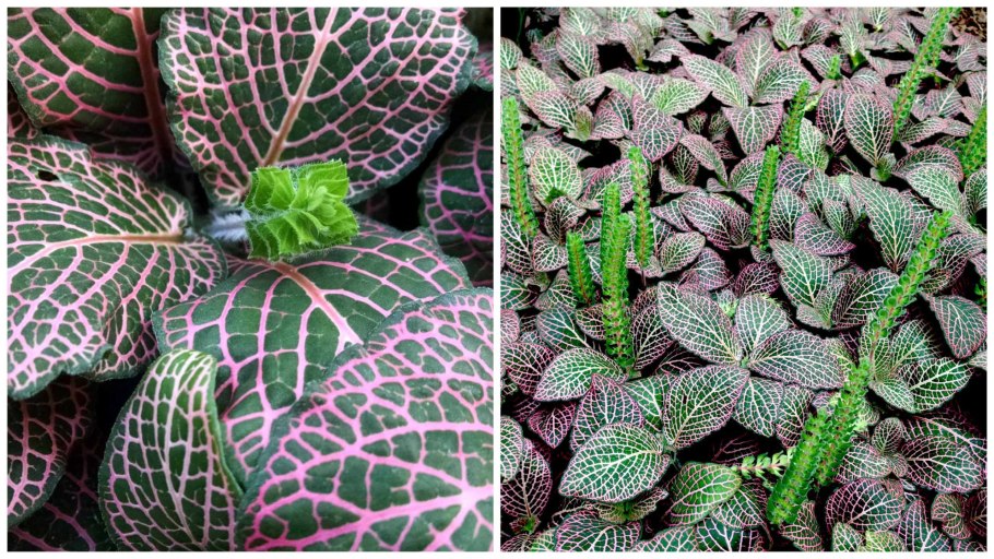 Фиттония в горшке