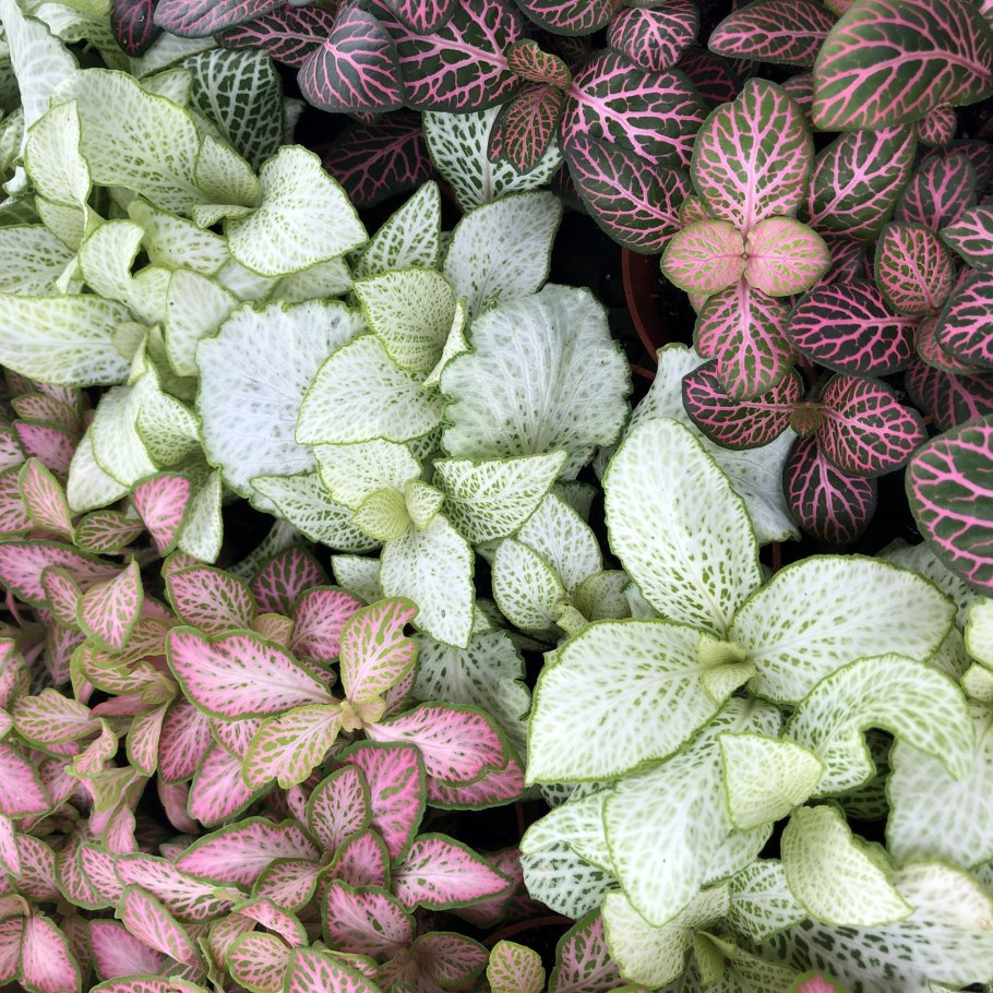 Фиттония Нана