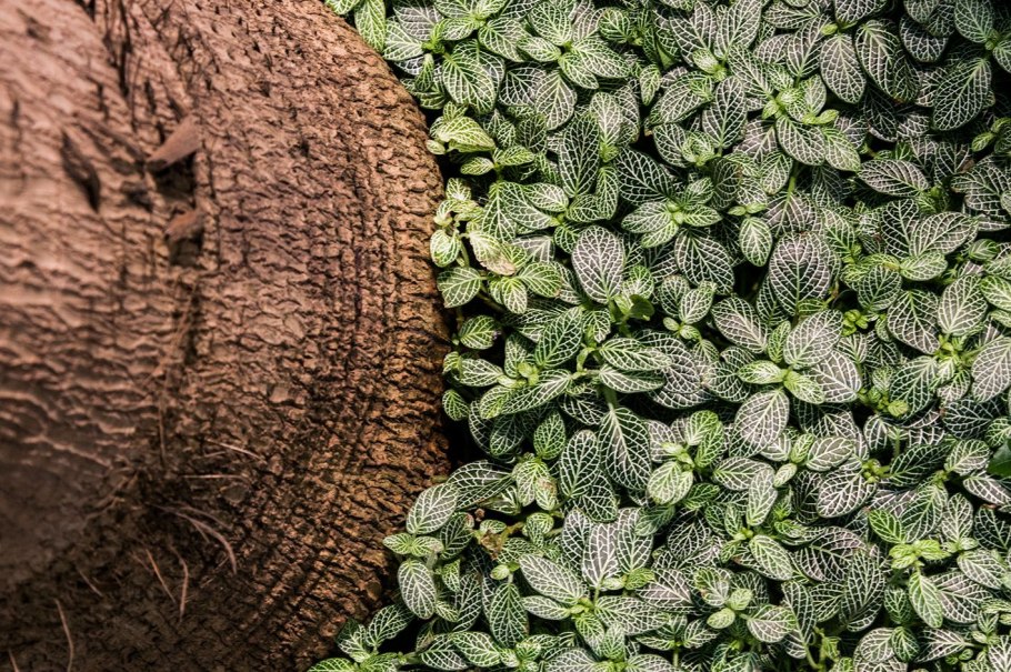 Фиттония Grey Sensation