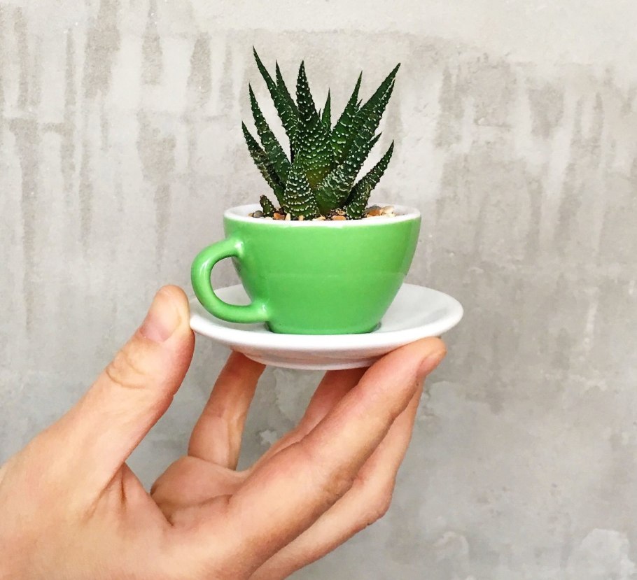 Суккуленты в кружке