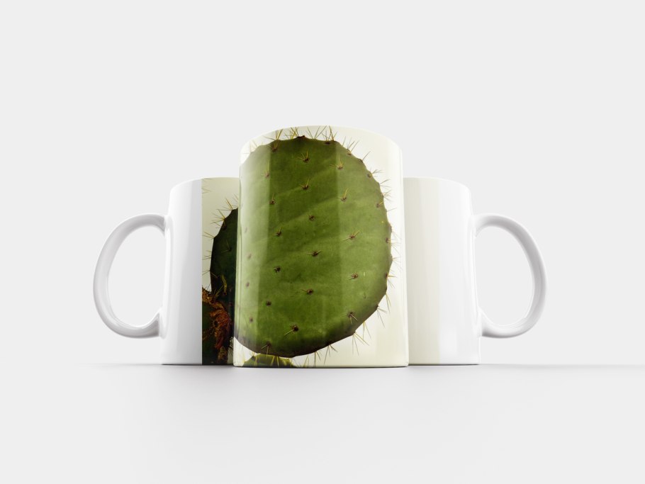 Суккуленты в чашке