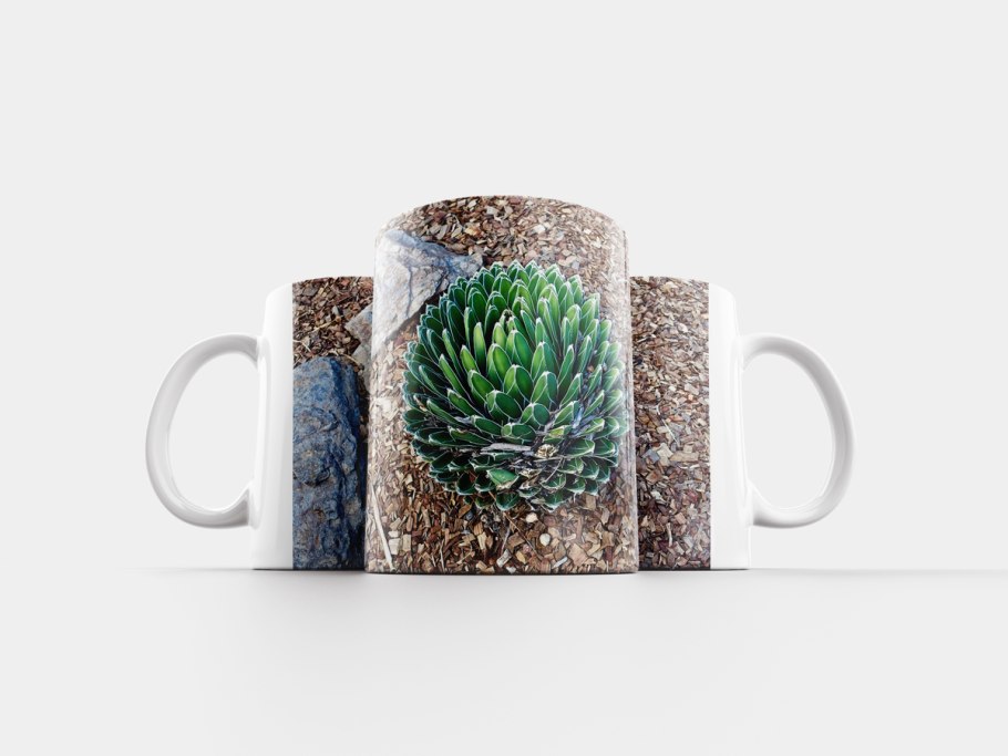 Суккуленты в кружке