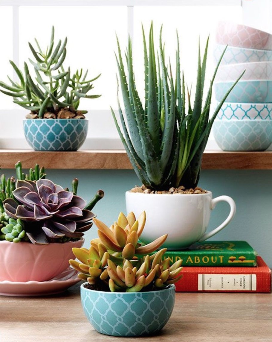 Кактус в плошке