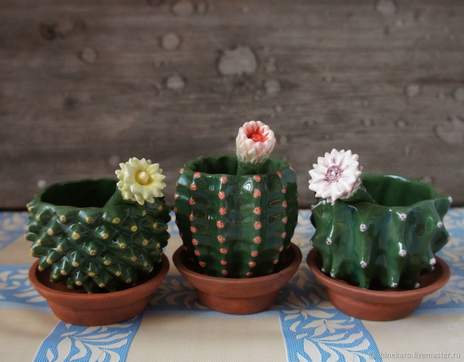 Композиции из суккулентов в чашке