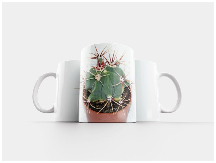 Суккуленты в чашке