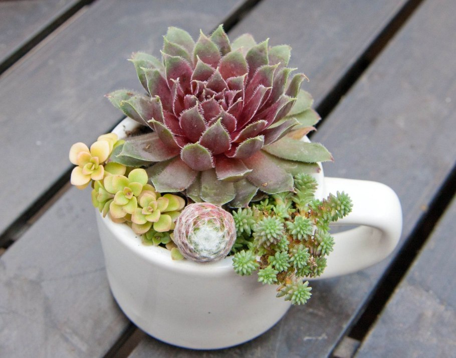 Кактус в горшке Эстетика