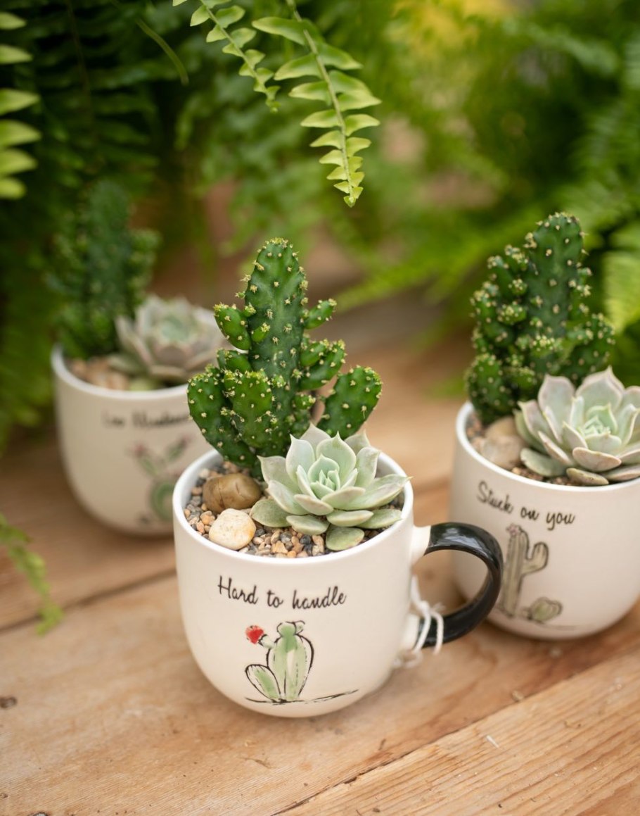 Кактус в чашке