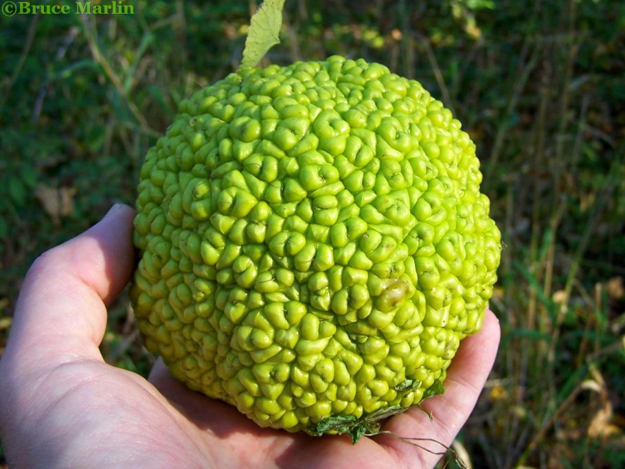 Плоды маклюры (адамово яблоко )