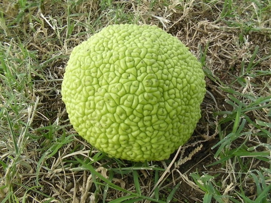 Маклюра оранжевая