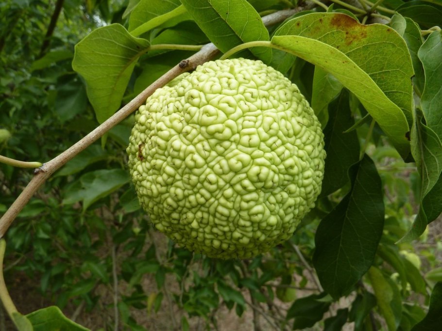 Лжеапельсин маклюра