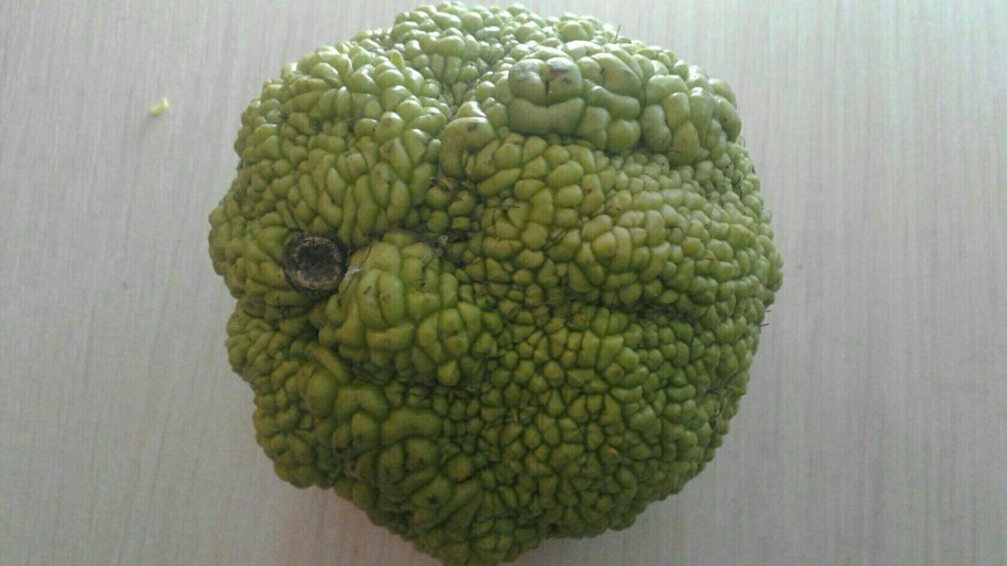 Маклюра шишки