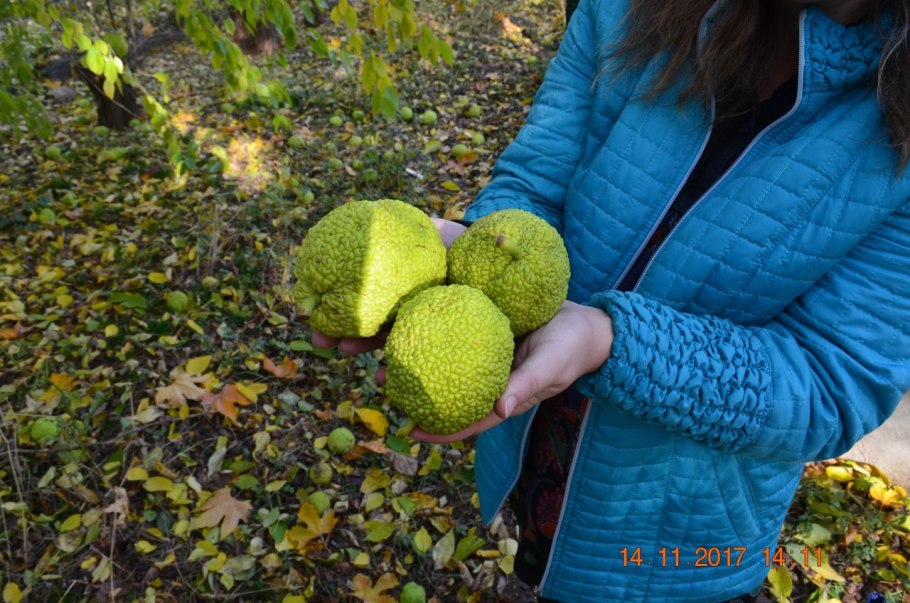 Маклюра оранжевая