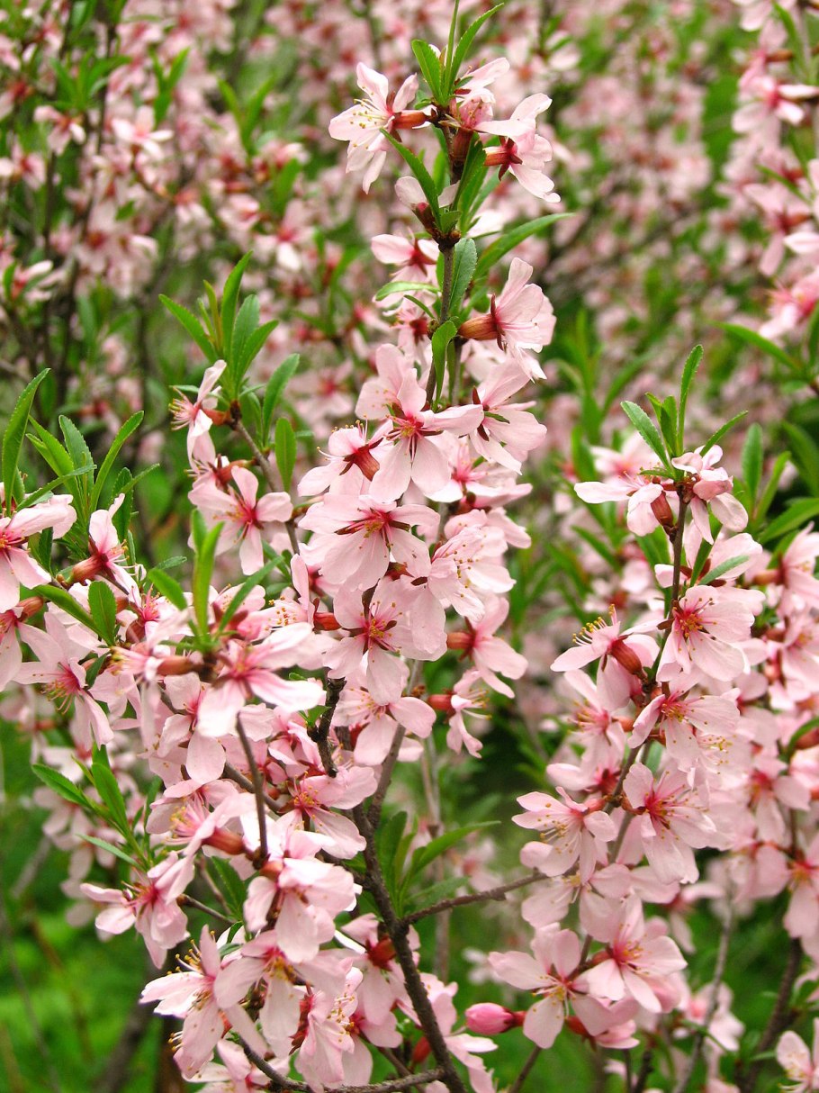 Миндаль декоративный кустарник