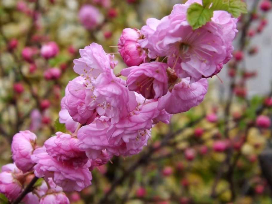 Миндаль трехлопастной Розенмунд