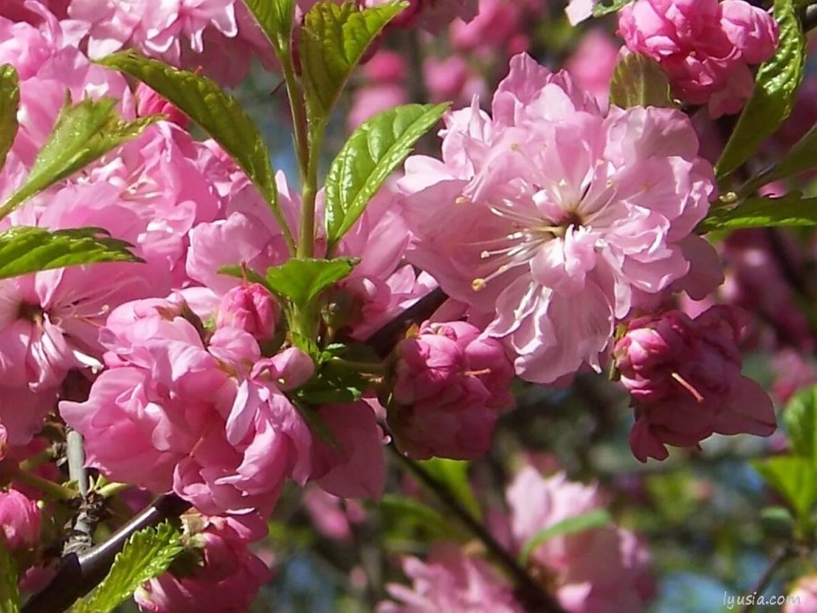 Миндаль Ледебура