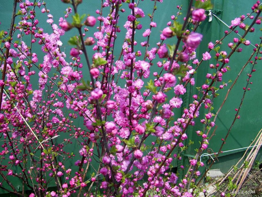 Луизеания (миндаль)- кустарник