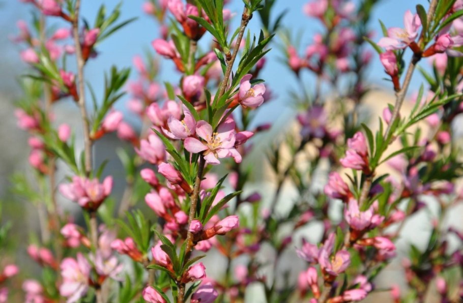 Миндаль декоративный кустарник