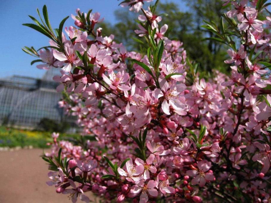 Миндаль декоративный кустарник