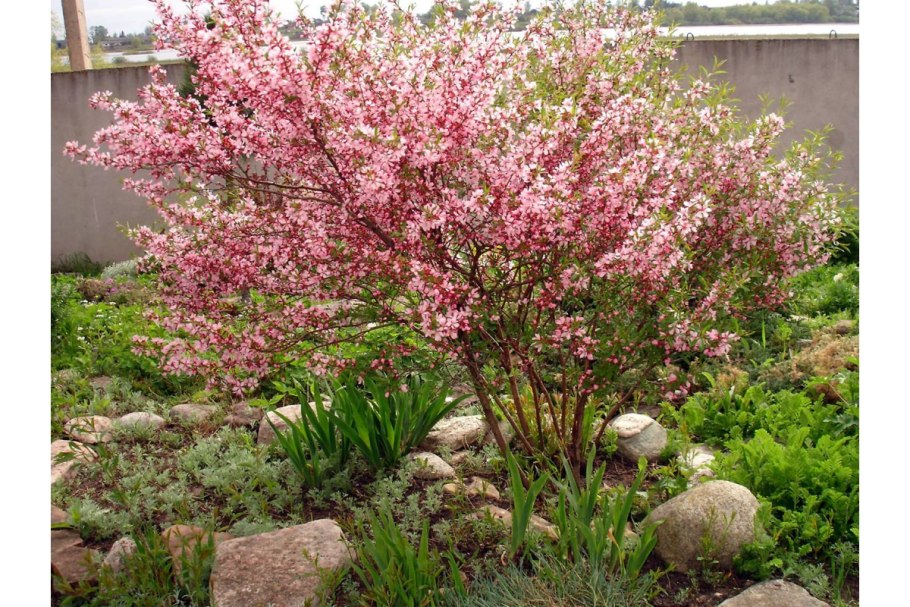 Миндаль Степной куст