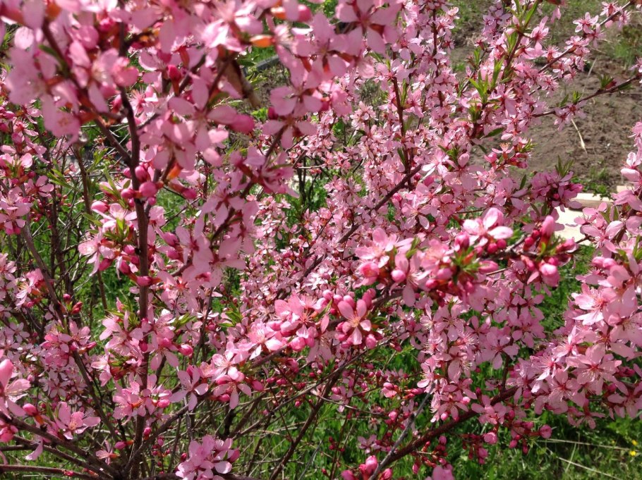 Миндаль Ледебура