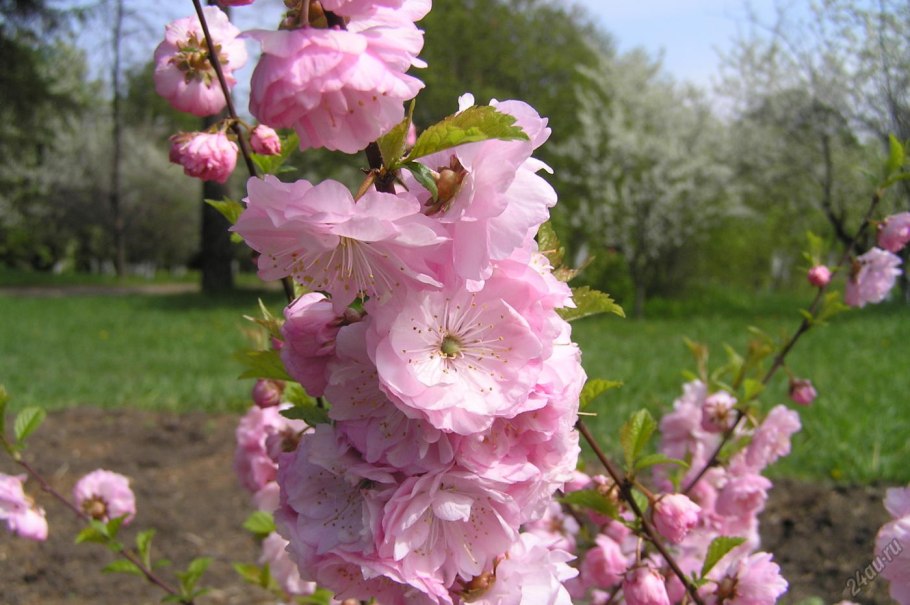 Миндаль луизеания махровый