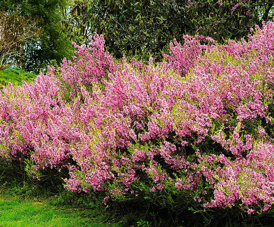 Миндаль декоративный кустарник