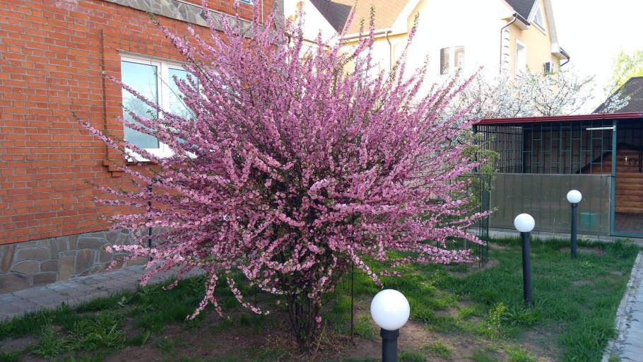 Миндаль на штамбе Луизиания