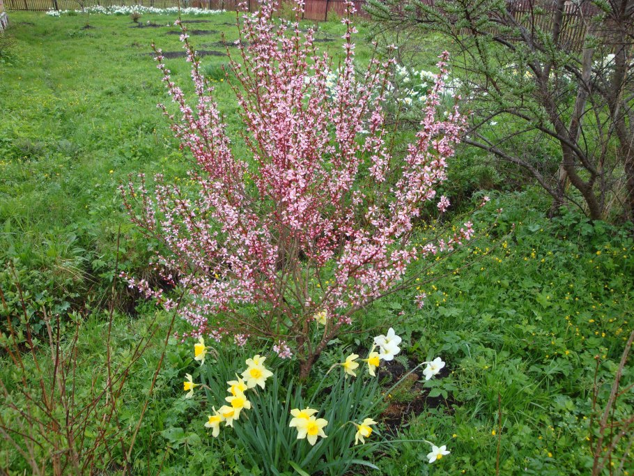 Prunus triloba миндаль
