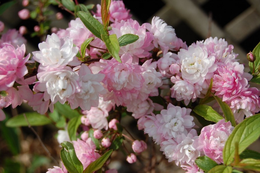 Миндаль трехлопастной Prunus triloba