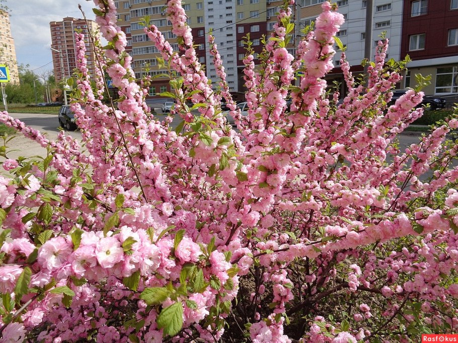 Миндаль трехлопастный (луизеания) Розенмунд