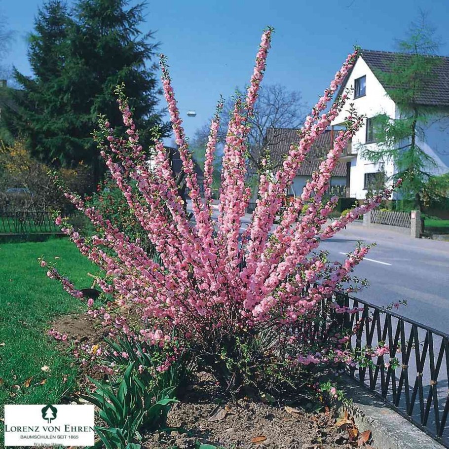 Сакура луизеания