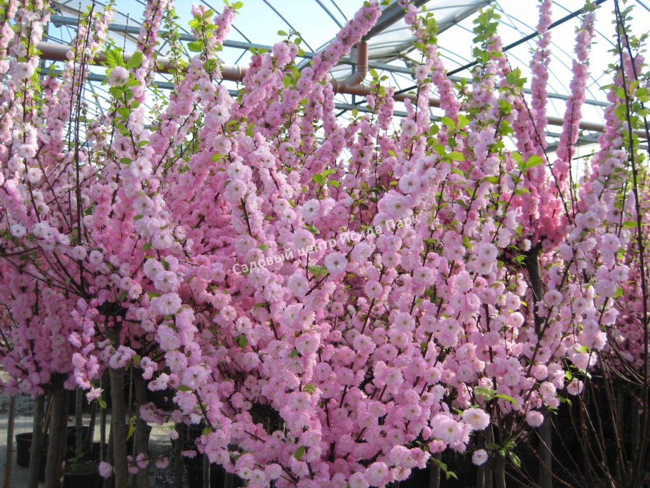 Луизеания (миндаль)- кустарник