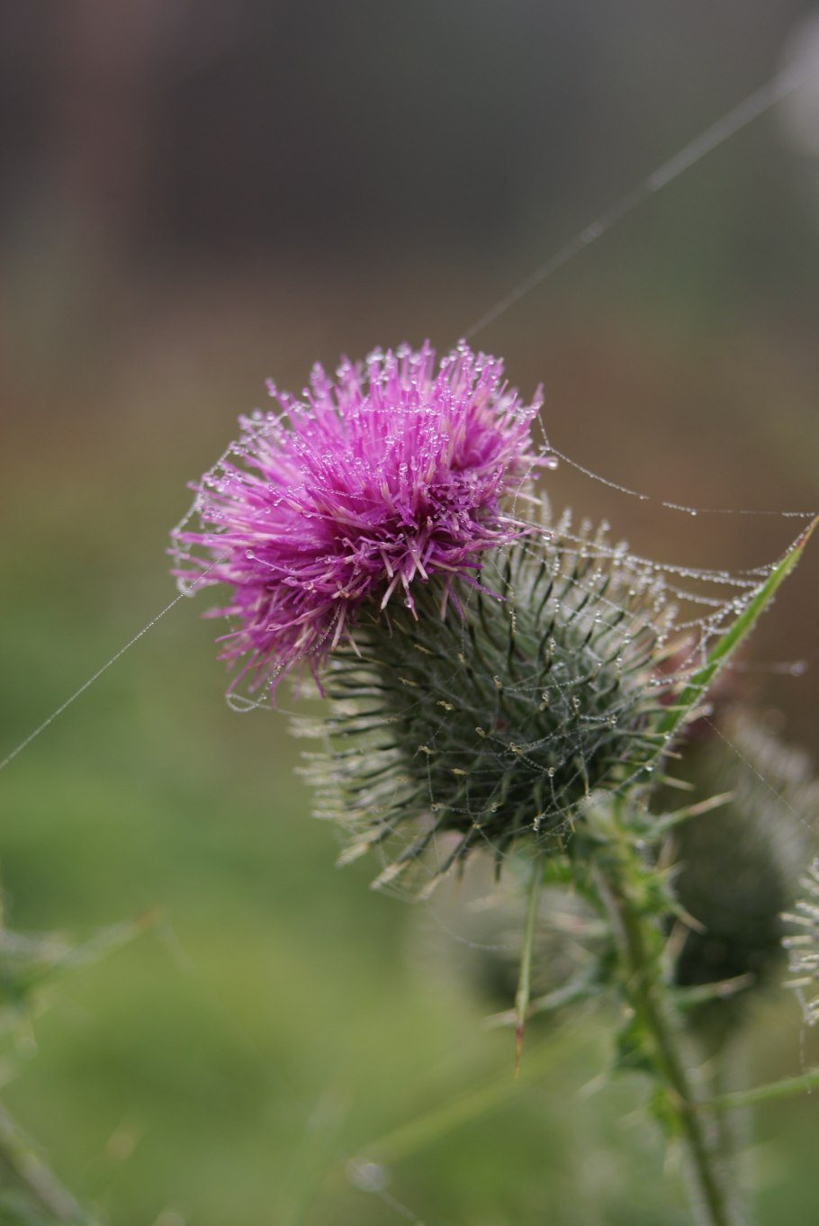 Чертополох сизоватый