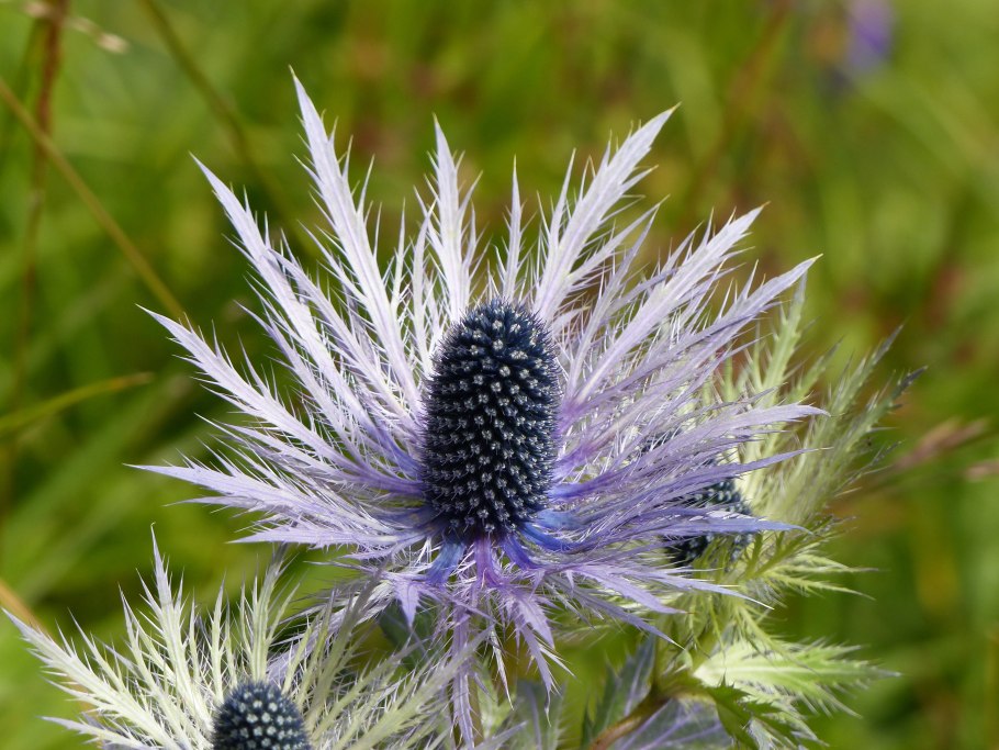 Чертополох сизоватый