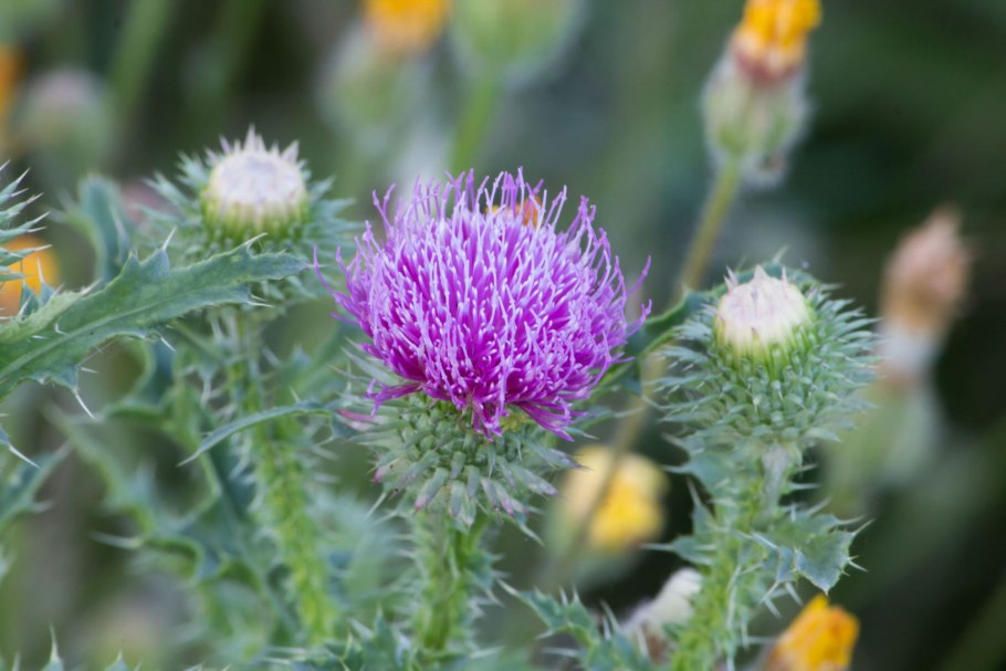 Верблюжья колючка. Чертополох