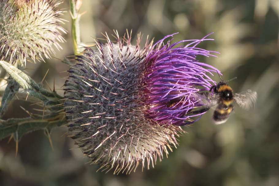 Чертополох макро