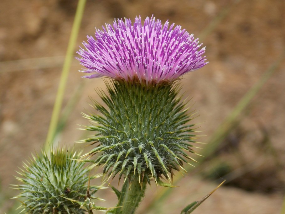 Чертополох зеленый