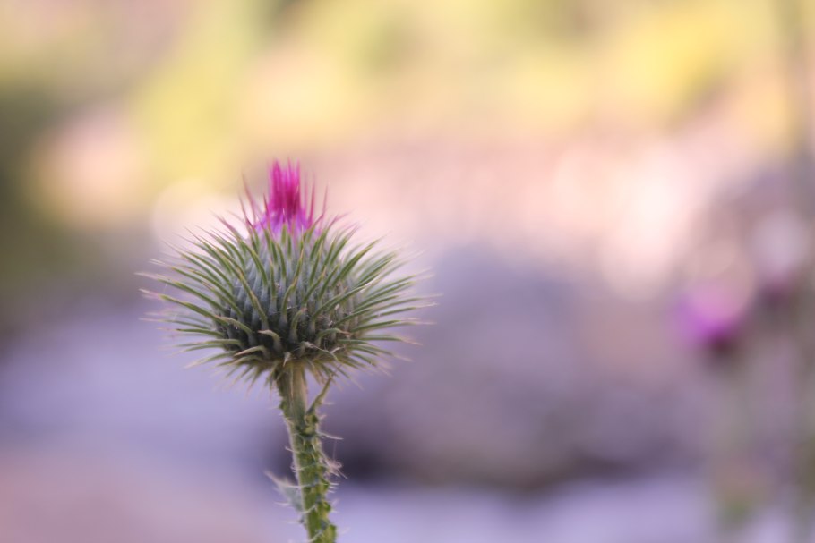 Колючка обыкновенная