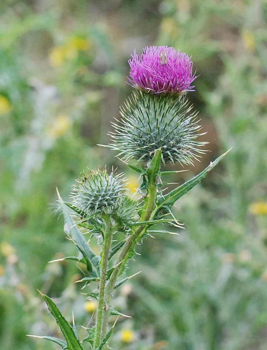 Полынь чертополох