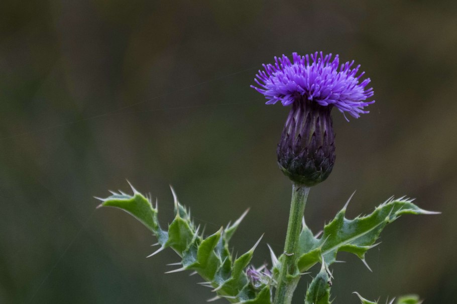Чертополох обыкновенный