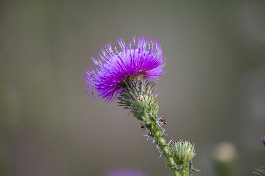 Лиловый чертополох