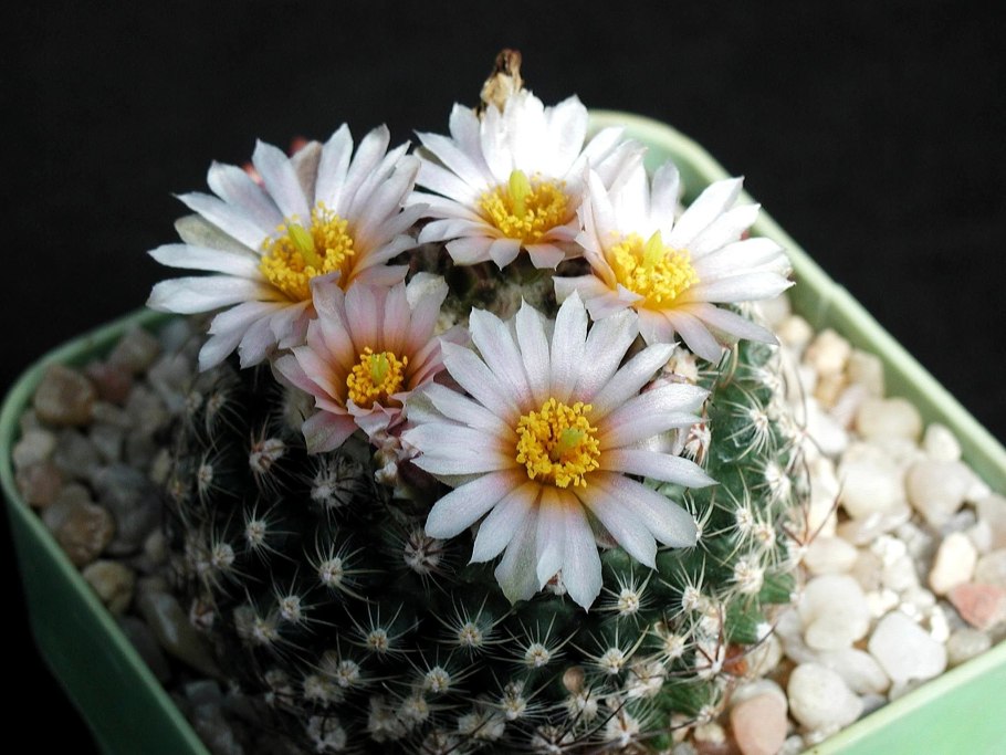 Красивый Цветущий Кактус