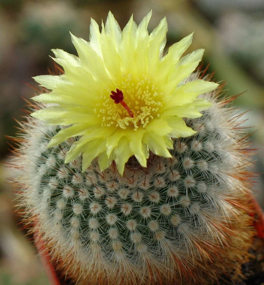 Нотокактус Отто