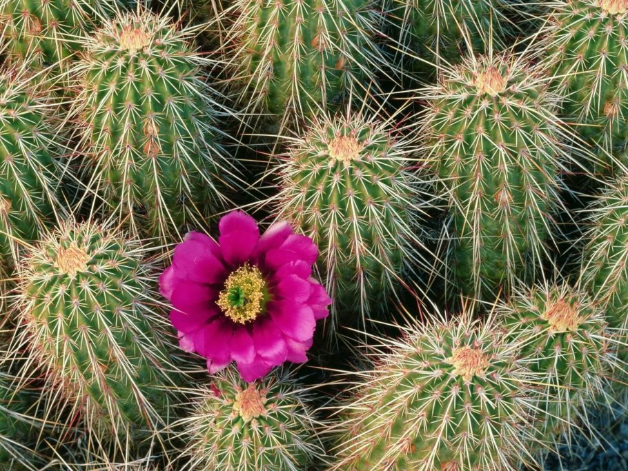 Echinocereus engelmannii