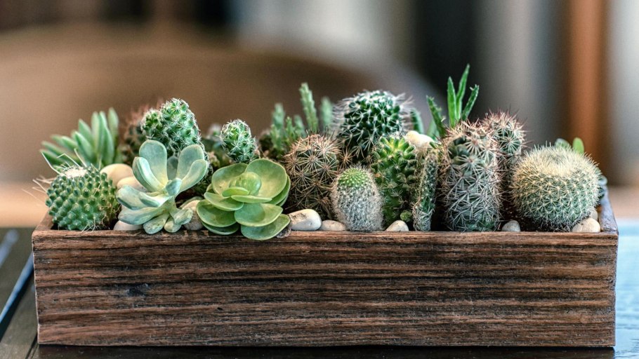 Кактусовидные Суккуленты