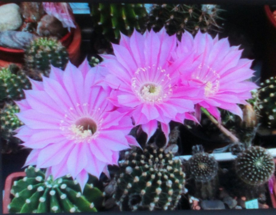 Красноцветущий эхинопсис