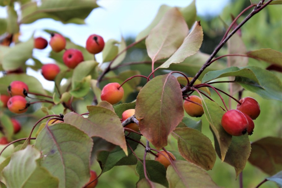 Яблоня Рудольф Malus Rudolph