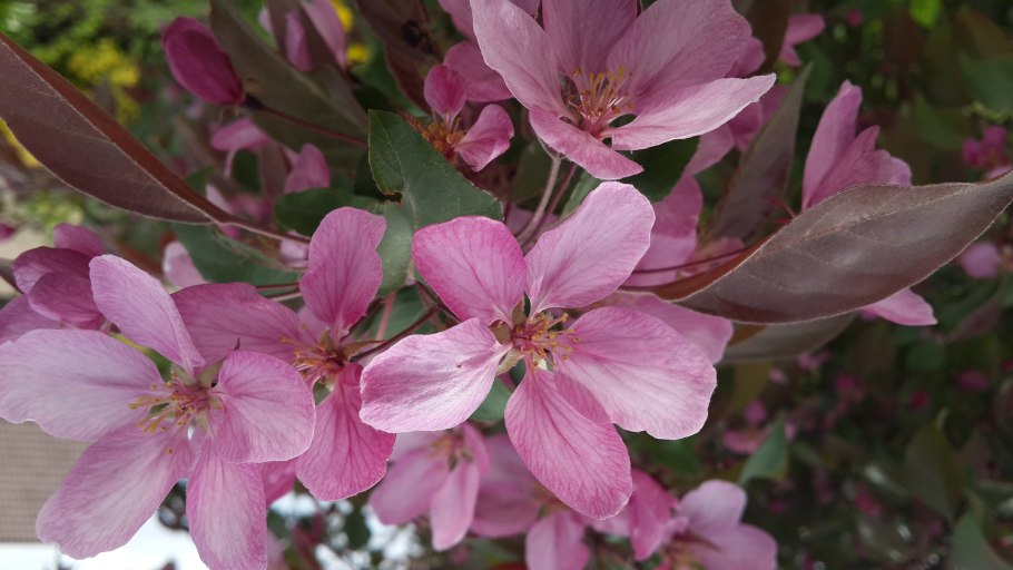 Яблоня Рудольф Malus Rudolph