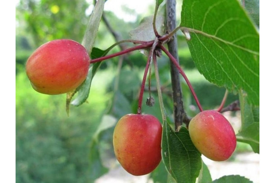 Яблоня Malus Rudolph
